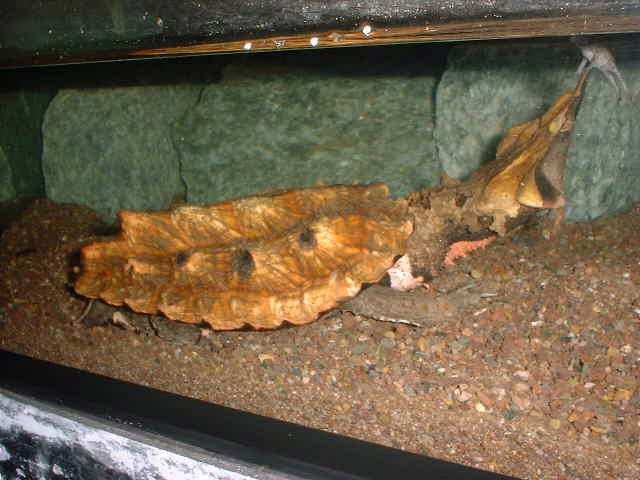 Matamata Chelius fimbriatus